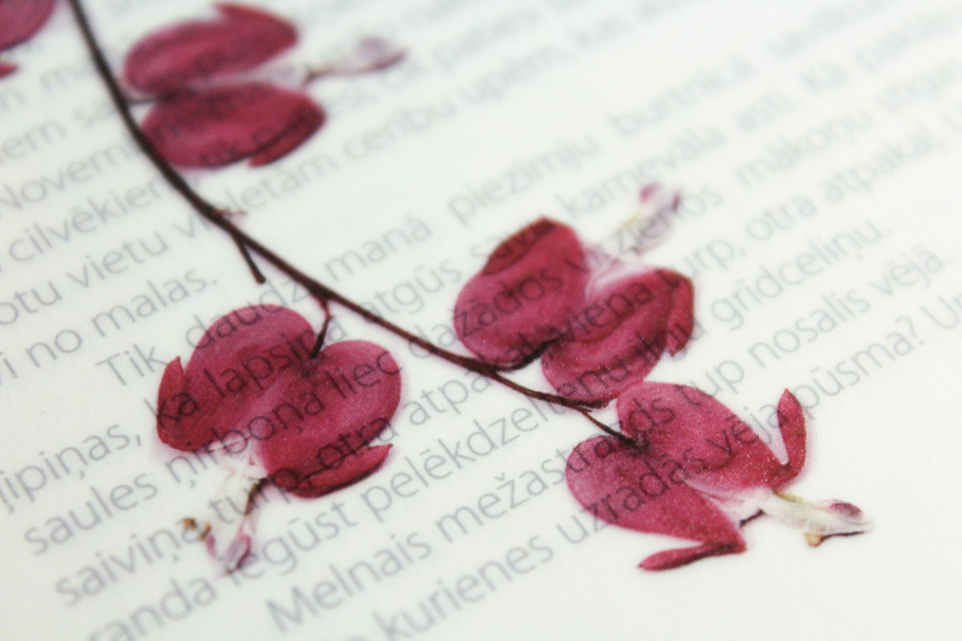 dried flowers with printed text