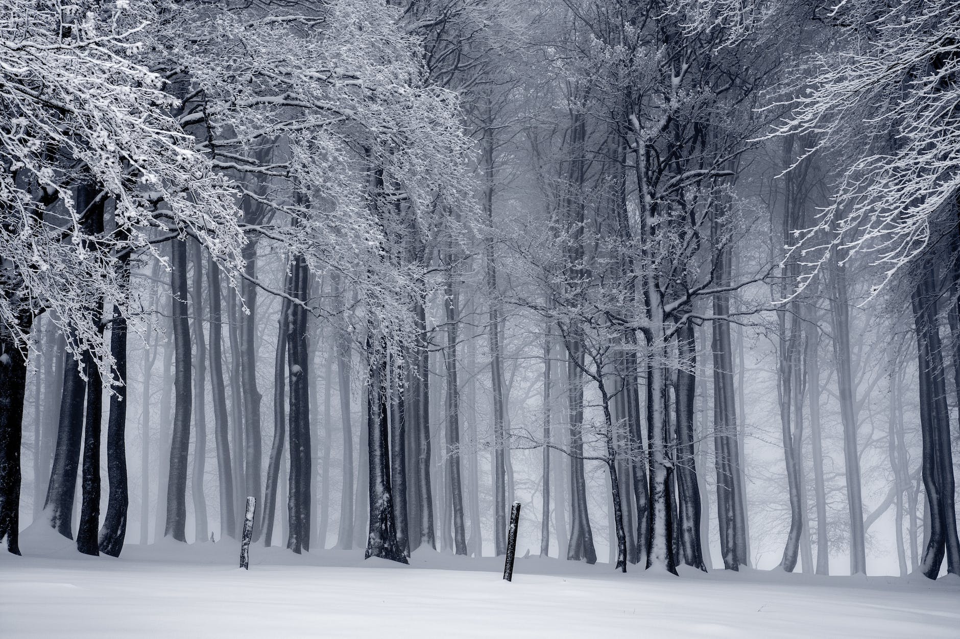 snowy forest