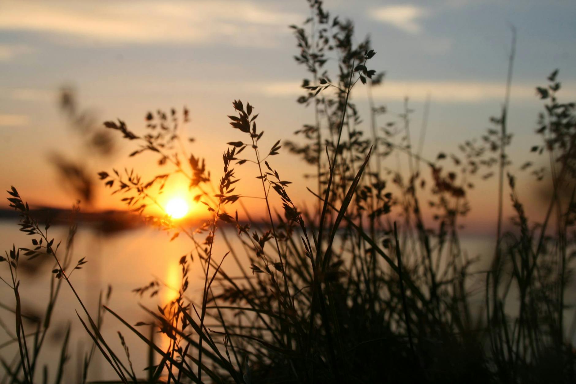 silhouette of grasses against the light of setting sun