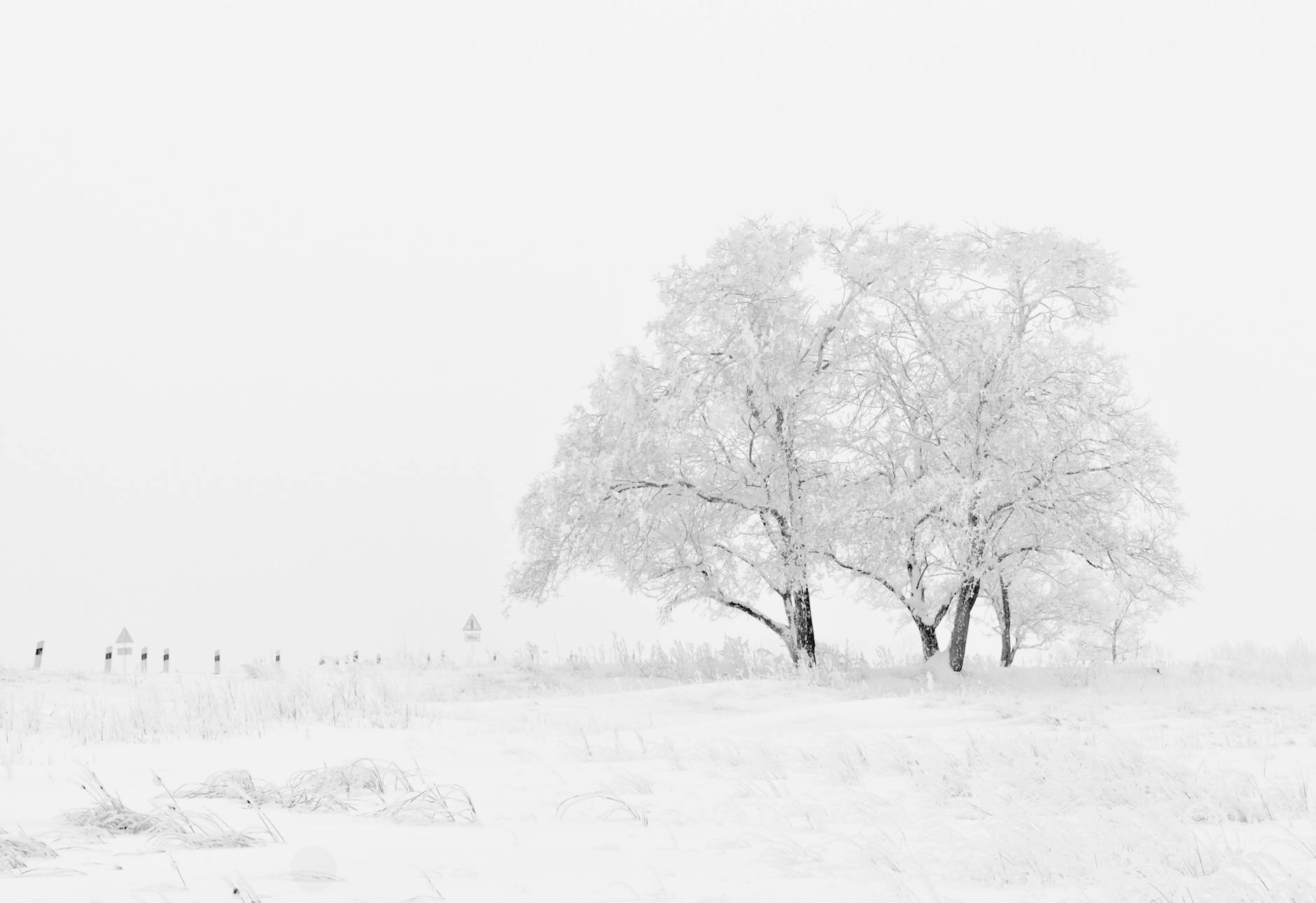 white and black tree illustration