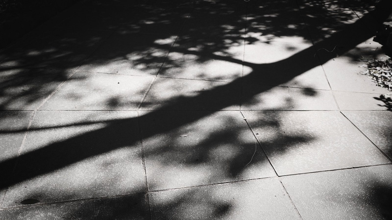 a shadow of a tree on a sidewalk